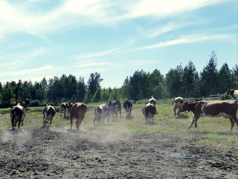 Tämän vuoksi viileä kesä on mahtava asia: lehmät lypsävät paremmin ja hiihtomaajoukkue jaksaa treenata tehokkaasti | Yle Uutiset | yle.fi | 1Uutiset - Lukemisen tähden | Scoop.it
