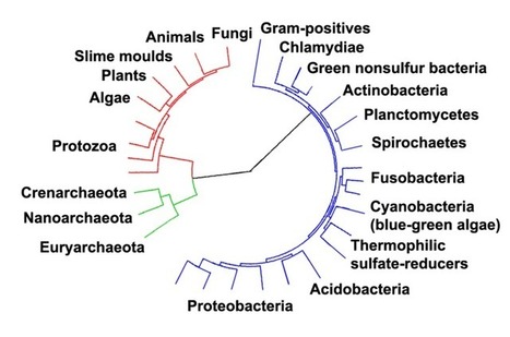 Les origines inattendues de la photosynthèse | EntomoNews | Scoop.it