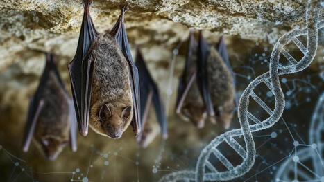 L&rsquo;#ADN des chauves-souris r&eacute;v&egrave;le un secret de long&eacute;vit&eacute; et de #LutteContreLeCancer #Risque #Pr&eacute;vention #Recherche @psudmant @UCBerkeley #hcsmeufr | autour du CANCER | Scoop.it