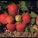 Fraises chinoises contaminées : la Sodexo Allemagne s'excuse | Bien être,santé, vitalité, environnement | Scoop.it