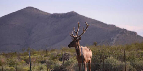 Trump admin caves on 'insane' bulldozing of Big Bend National Park - Raw Story | Backstabber Watch | Scoop.it