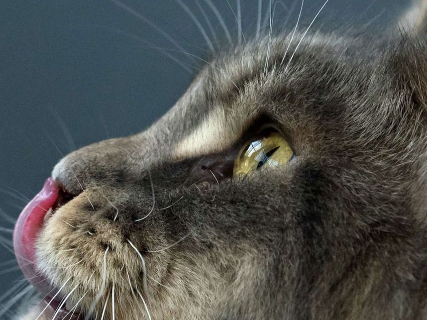 Toujours deux fois plus de chats que de chiens dans les foyers français