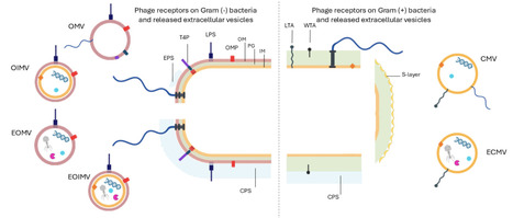 Interplay Between Bacterial Extracellular Vesicles and Phages: Receptors, Mechanisms, and Implications | mdpi | RMH | Scoop.it