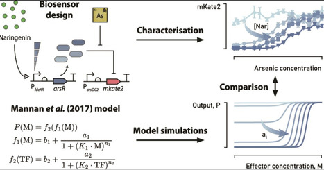Development and characterization of pNarsenic: a naringenin-inducible biosensor for arsenic in Escherichia coli | sbio | RMH | Scoop.it
