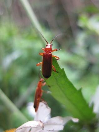 AU MOIS DE JUIN : Téléphore fauve - Rhagonycha fulva | Les Colocs du jardin | Scoop.it