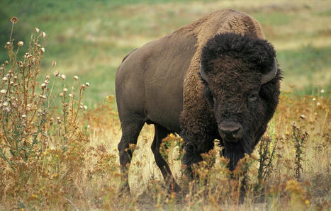 États-Unis : Il frappe un bison dans le parc de Yellowstone, l’animal se retourne contre lui | Biodiversité - @ZEHUB on Twitter | Scoop.it