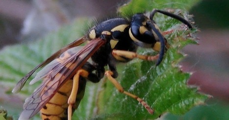 OPIE Franche-Comté : Identification des guêpes sociales (Vespinae) de France | Insect Archive | Scoop.it