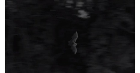 Les chauves-souris vous sourient | Biodiversit&eacute; | Scoop.it