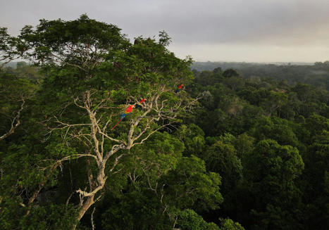 World Bank To Lend $500 Million To Help Brazil Meet Climate Goals | Development Economics | Scoop.it