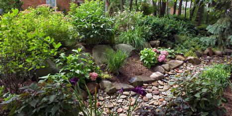 5 Easy Steps to Make a Rain Garden | Best Backyard Patio Garden Scoops | Scoop.it