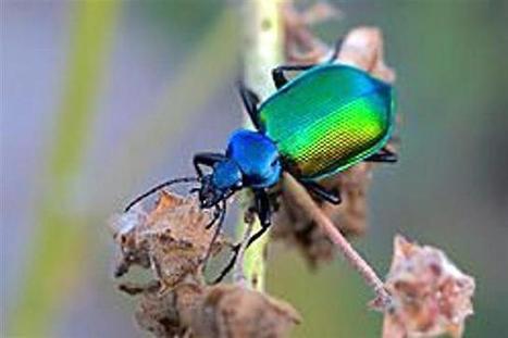 Les chenilles processionnaires n’ont qu’à bien se tenir | Variétés entomologiques | Scoop.it