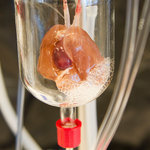 A First - Organbuilders: Scientists Make Progress in Tailor-Made Organs | Amazing Science | Scoop.it