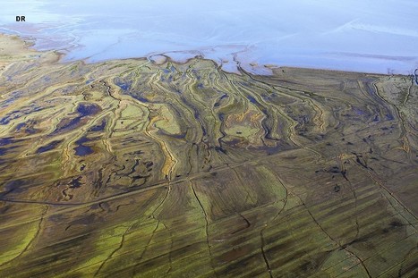 Baie de l'Aiguillon : restauration écologique d’un écosystème côtier | Biodiversité | Scoop.it