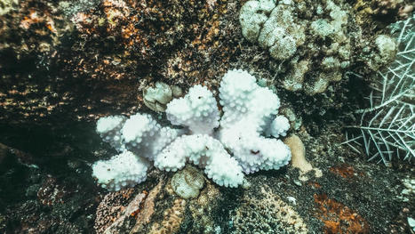 Climat: comme la science l'avait prédit, les coraux sont en train de mourir de chaud | Biodiversité - @ZEHUB on Twitter | Scoop.it