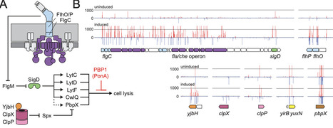 Flagellar toxicity: flagellar synthesis is lytic for Bacillus subtilis in the absence of PBP1 | brvm | RMH | Scoop.it