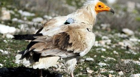 Parc des Alpilles et du Luberon : il faut sauver le vautour percnoptère ! | Biodiversité | Scoop.it