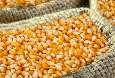 EGYPTE: Le ma&iuml;s en passe de d&eacute;tr&ocirc;ner le bl&eacute; comme premi&egrave;re c&eacute;r&eacute;ale import&eacute;e&nbsp; | AFRIQUES | Scoop.it