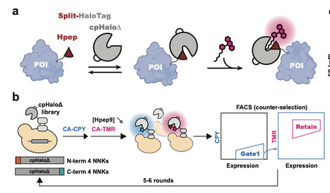 A high-affinity split-HaloTag for live-cell protein labeling | Ncm | RMH | Scoop.it