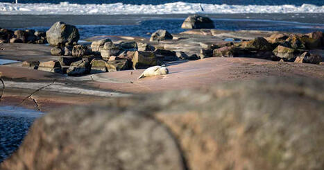 &rdquo;Varje selfie stressar djuret&rdquo; &ndash; Mikael Kilpi tycker man ska h&aring;lla sig borta fr&aring;n s&auml;lkuten i Hang&ouml; | V&auml;stnyland | 1Uutiset - Lukemisen t&auml;hden | Scoop.it