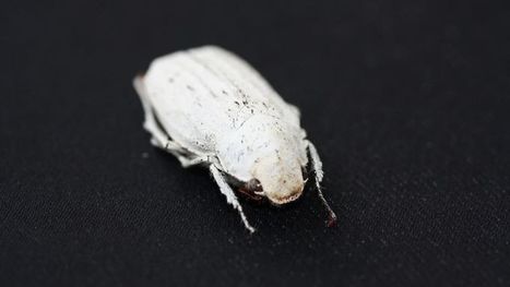 New Super-White Material Inspired by Eerily White Beetle | Biomimicry | Scoop.it