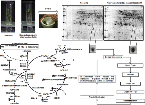 Comparative Proteomics Analysis of the Rice Roo...