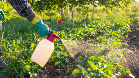 Comment la diversité végétale peut nous aider à réduire les pesticides | Paysage - Agriculture | Scoop.it