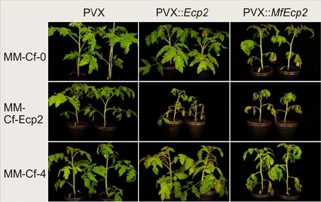 PNAS: Tomato Cf resistance proteins mediate recognition of cognate homologous effectors from fungi pathogenic on dicots and monocots | Plants and Microbes | Scoop.it