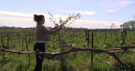 En quête de demain. Lot-et-Garonne. Comment les vignerons s’adaptent au réchauffement climatique | Biodiversité | Scoop.it