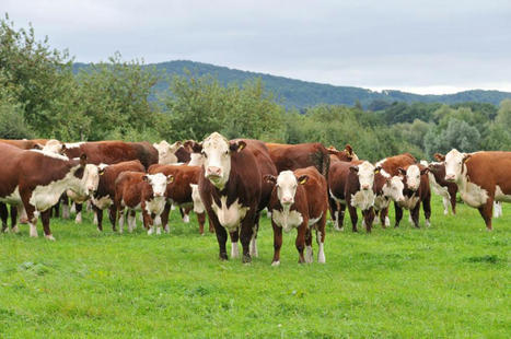 Brexit : l’essentiel est préservé pour la viande bovine | Actualité Bétail | Scoop.it