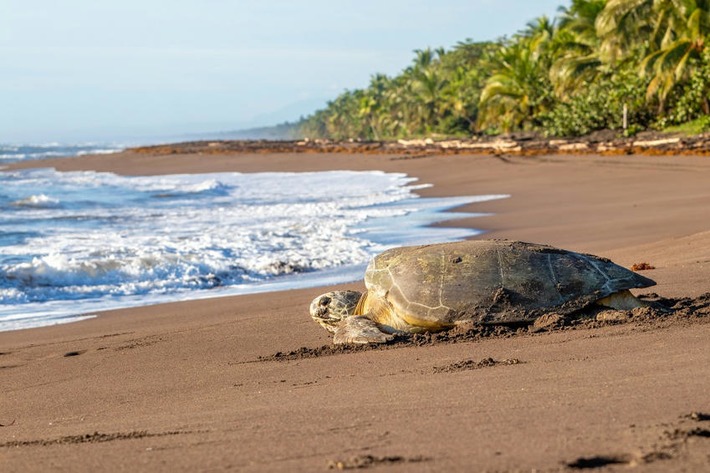 Comment faire du tourisme un outil de conservation, et non de destruction ? | Tourisme durable | Scoop.it
