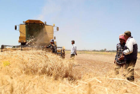 Syria's wheat harvest expected to more than double this year | MED-Amin network | Scoop.it