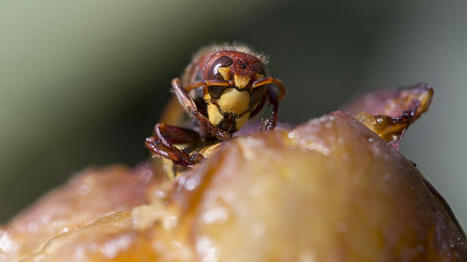 Biodiversité : l’ensemble des insectes de forêts pyrénéennes recensé grâce à leur ADN | Biodiversité | Scoop.it