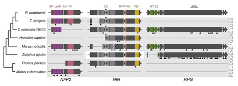 bioRxiv: Parallel loss of symbiosis genes in relatives of nitrogen-fixing non-legume Parasponia (2017) | Plant Pathogenomics | Scoop.it