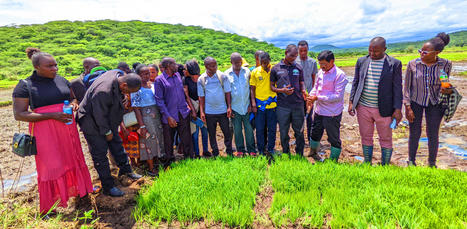 TANZANIA: Farmers Acceptance of SRI Project | SRI Global News ++ March - May 2025    System of Rice Intensification (SRI) | Scoop.it