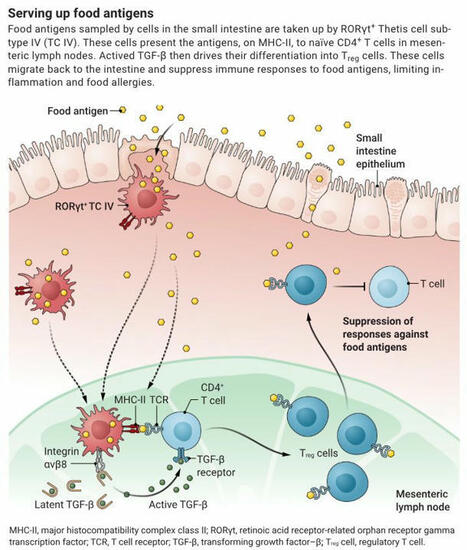 Throughout life, everyone is exposed to foreign antigens that enter the body through the skin, lungs, and gut. | Science Magazine | Mucosal Immunity | Scoop.it
