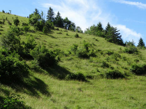 Six projets sélectionnés pour améliorer la surveillance des espèces et des habitats | Biodiversité | Scoop.it