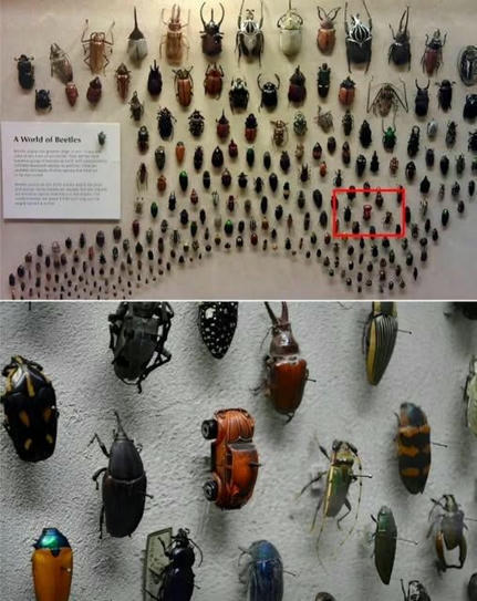 The Cleveland Museum of Natural History is home to a curious collection of beetles | Variétés entomologiques | Scoop.it