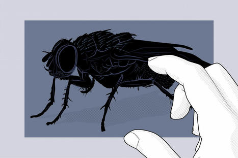 Toutes les larves de son corps | EntomoScience | Scoop.it