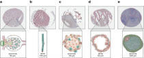 Hacking the Human Body - The Human Protein Atlas | Amazing Science | Scoop.it