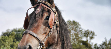 Le CDTE de l'Ariège au salon du cheval à Paris du 3 au 11 décembre prochains | Salon du Cheval | Scoop.it
