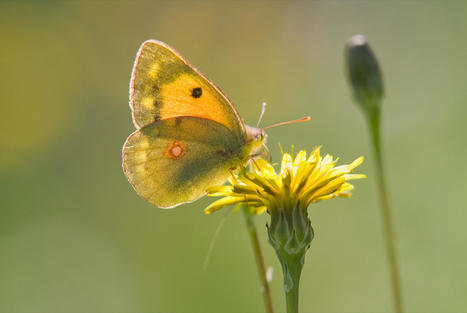 Sciences participatives au jardin : Qui est qui ? | Insect Archive | Scoop.it
