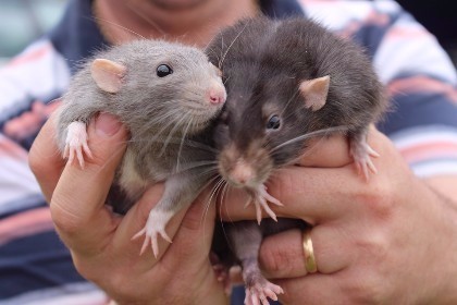 University of Parma: rats too are capable of empathy | Empathy and Animals | Scoop.it