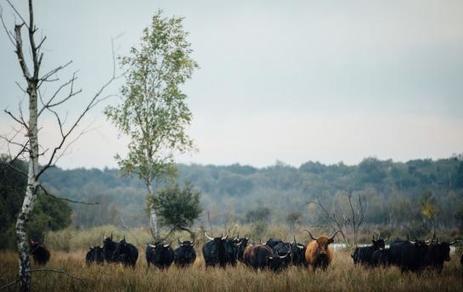 VIDÉO. Marais de Sacy : la Camargue… à 15 km de Creil ! | Biodiversité | Scoop.it