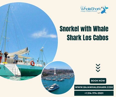 Whale Shark Swimming Tour | Snorkel with Whale Shark Los Cabos - Baja Whale Shark | Private Whale Shark Tour Cabo | Scoop.it