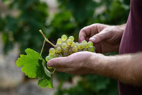 Vendanges à Cognac : la saveur oubliée de la folle-blanche | Le Cognac et son vignoble | Scoop.it