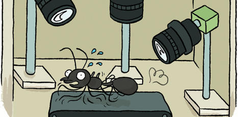 BD&nbsp;&laquo;&nbsp;Sciences en bulles&nbsp;&raquo;&nbsp;: Elles portent dix fois leur masse&nbsp;! | EntomoScience | Scoop.it