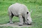 Un rare bébé rhinocéros blanc est né dans un zoo en France | Biodiversité - @ZEHUB on Twitter | Scoop.it