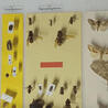 Variétés entomologiques