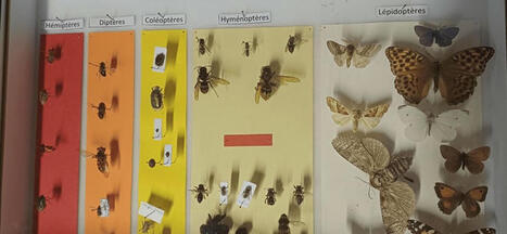 À la découverte de l'entomologie avec Alice Donini | Variétés entomologiques | Scoop.it