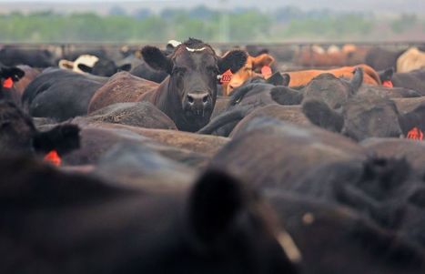 La consommation de viande menace la plan&egrave;te | Plan&egrave;te, Nature et Biodiversit&eacute; | Scoop.it